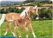 Breyer Classics Horses
