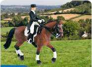 Schleich Horses