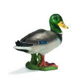 Wild Fowl