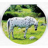 View Item Horse Mini Memo Notepad - Appaloosa