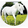 View Item Horse Mini Memo Notepad - Pony