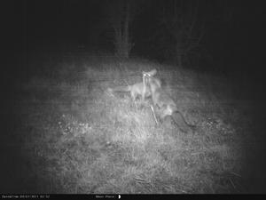 Nikko Stirling Night Vision Trail Camera - 3.0 Megapixel NSGC3000 Preview