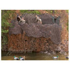View Item Camosystems Camouflage Netting 3x2.4m Woodland