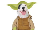 Pet Costumes