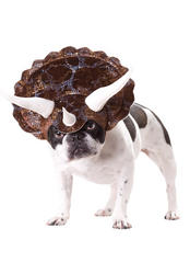 View Item Triceratops Dog Fancy Dress Costume