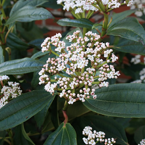 3 X VIBURNUM 'DAVIDII' EVERGREEN SHRUB HARDY GARDEN PLANT IN POT