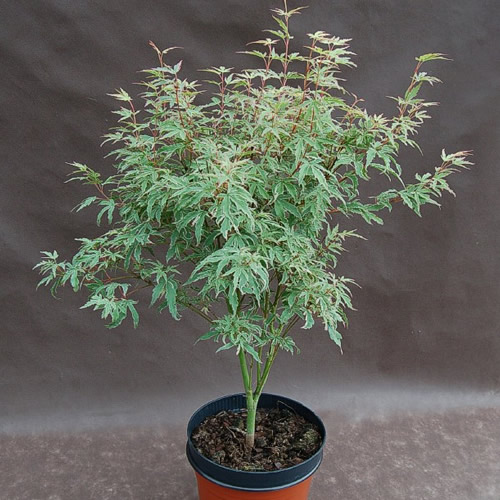 1 X ACER 'BUTTERFLY' DECIDUOUS JAPANESE MAPLE TREE HARDY GARDEN PLANT