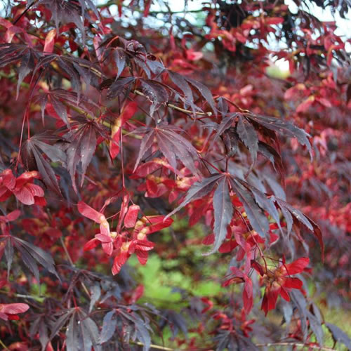 3 X ACER 'SUMINAGASHI' DECIDUOUS JAPANESE MAPLE TREE HARDY GARDEN PLANT