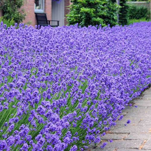 20 X LAVENDER HIDCOTE ENGLISH EVERGREEN BUSHY SHRUB HEDGING PLANT IN