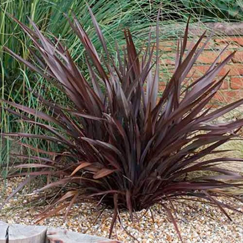 3 X PHORMIUM TENAX PURPUREUM NEW ZEALAND FLAX EVERGREEN SHRUB HARDY PLANT IN POT eBay