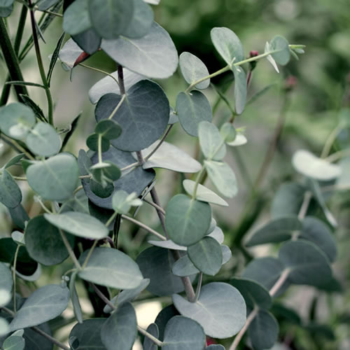 1 X EUCALYPTUS 'SILVER TROPFEN' GUM TREE EVERGREEN SHRUB HARDY PLANT IN