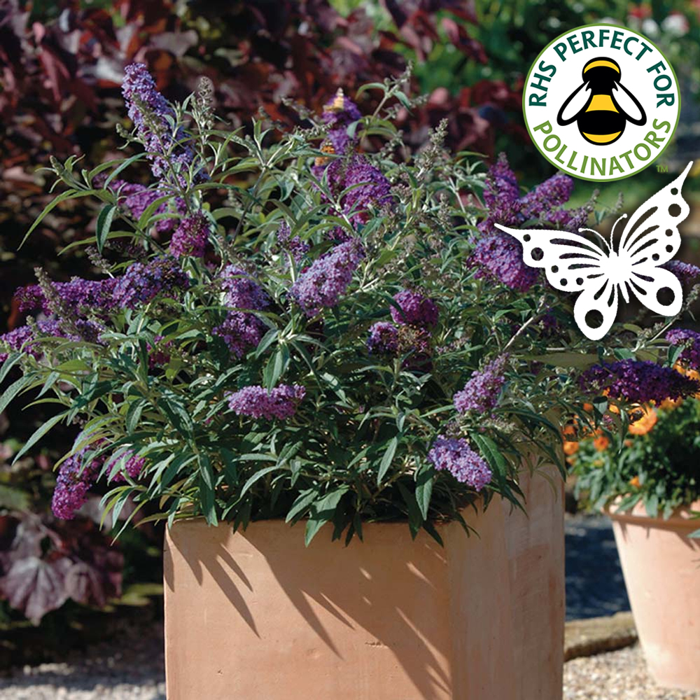 1 X BUDDLEJA DAVIDII 'BUZZ LAVENDER' BUTTERFLY BUSH DECIDUOUS SHRUB