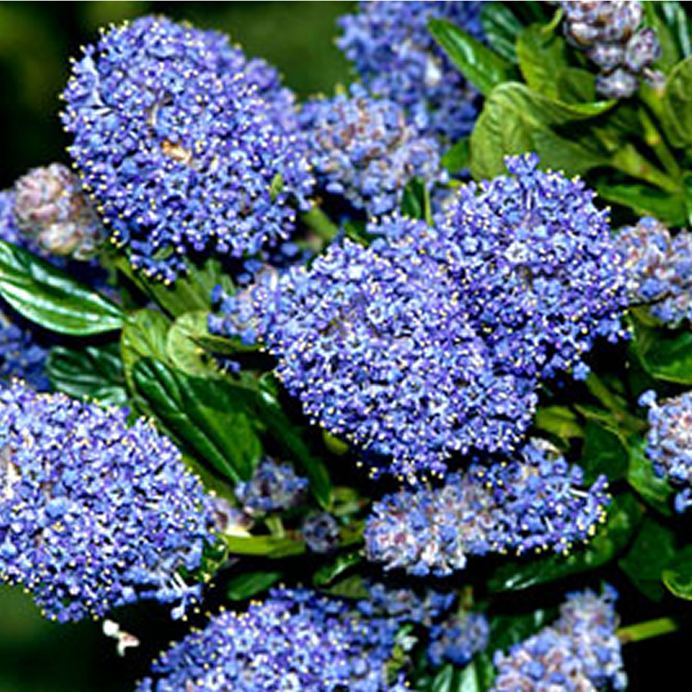 1 X CEANOTHUS BURKWOODII CALIFORNIAN LILAC EVERGREEN SHRUB HARDY
