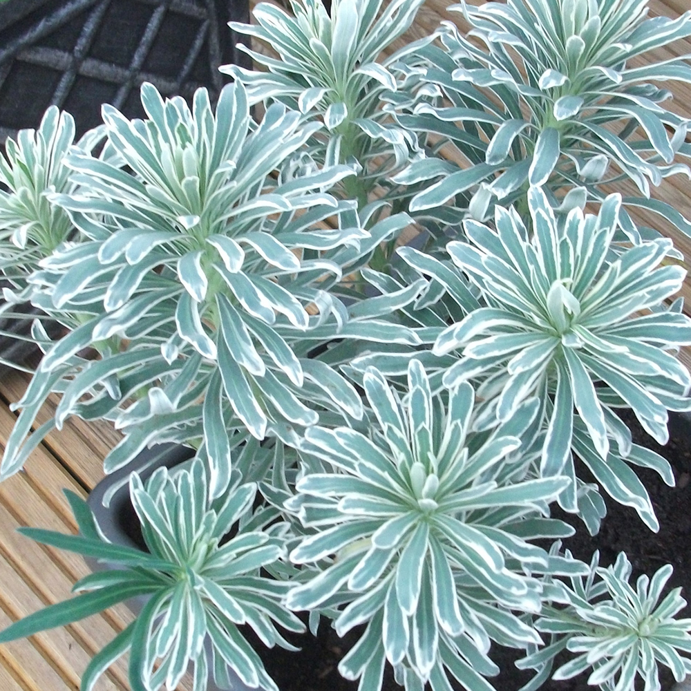 3 X EUPHORBIA �GLACIER BLUE� MEDITERRANEAN SPURGE