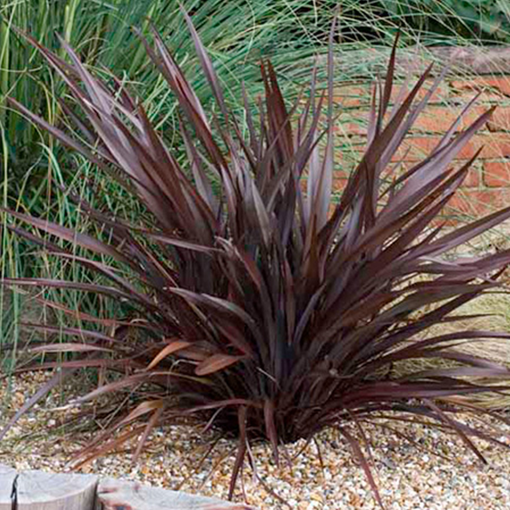 3 X PHORMIUM 'BRONZE BABY' NEW ZEALAND FLAX EVERGREEN SHRUB HARDY PLANT