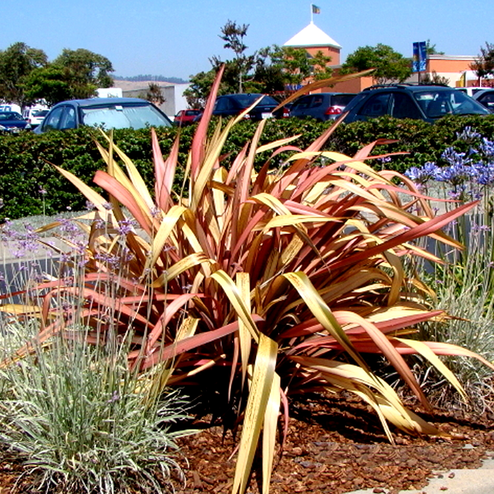 3 X PHORMIUM 'JESTER' NEW ZEALAND FLAX EVERGREEN SHRUB HARDY PLANT IN POT