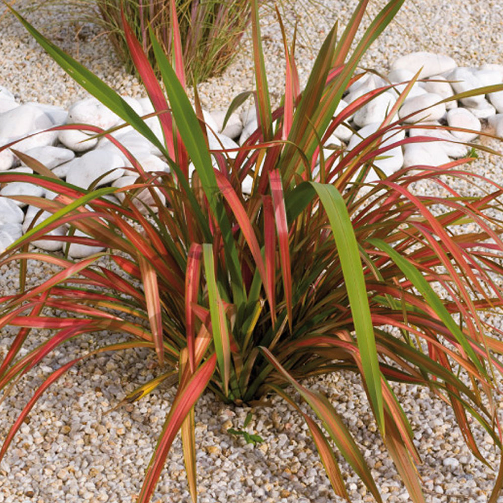 3 X PHORMIUM �JESTER� NEW ZEALAND FLAX EVERGREEN SHRUB