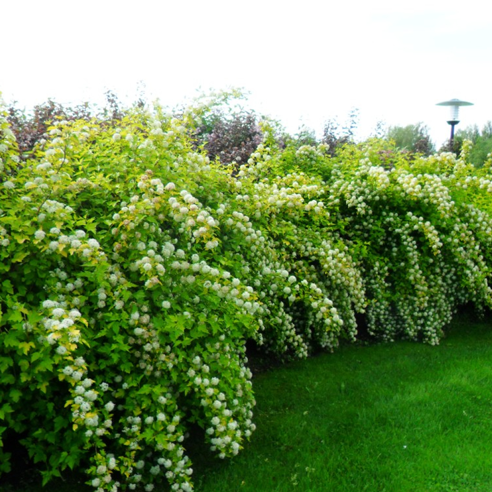 3 X PHYSOCARPUS 'DART'S GOLD' ATLANTIC NINEBARK DECIDUOUS SHRUB PLANT