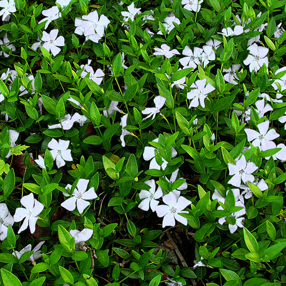 3 X VINCA MINOR ALBA LESSER PERIWINKLE EVERGREEN SHRUB GARDEN PLANT 3 X VINCA MINOR ALBA LESSER PERIWINKLE EVERGREEN SHRUB GARDEN PLANT