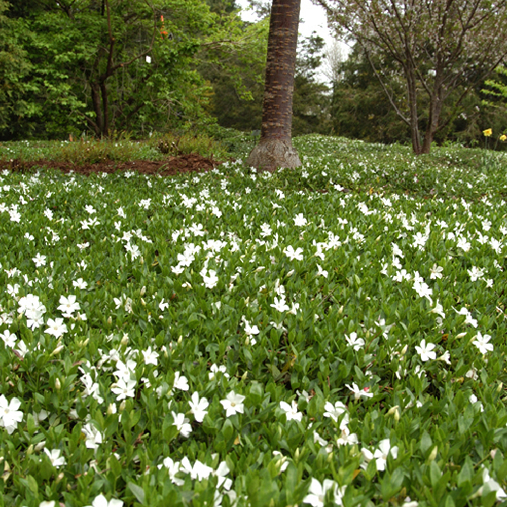 3 X VINCA MINOR ALBA LESSER PERIWINKLE EVERGREEN SHRUB GARDEN PLANT 3 X VINCA MINOR ALBA LESSER PERIWINKLE EVERGREEN SHRUB GARDEN PLANT