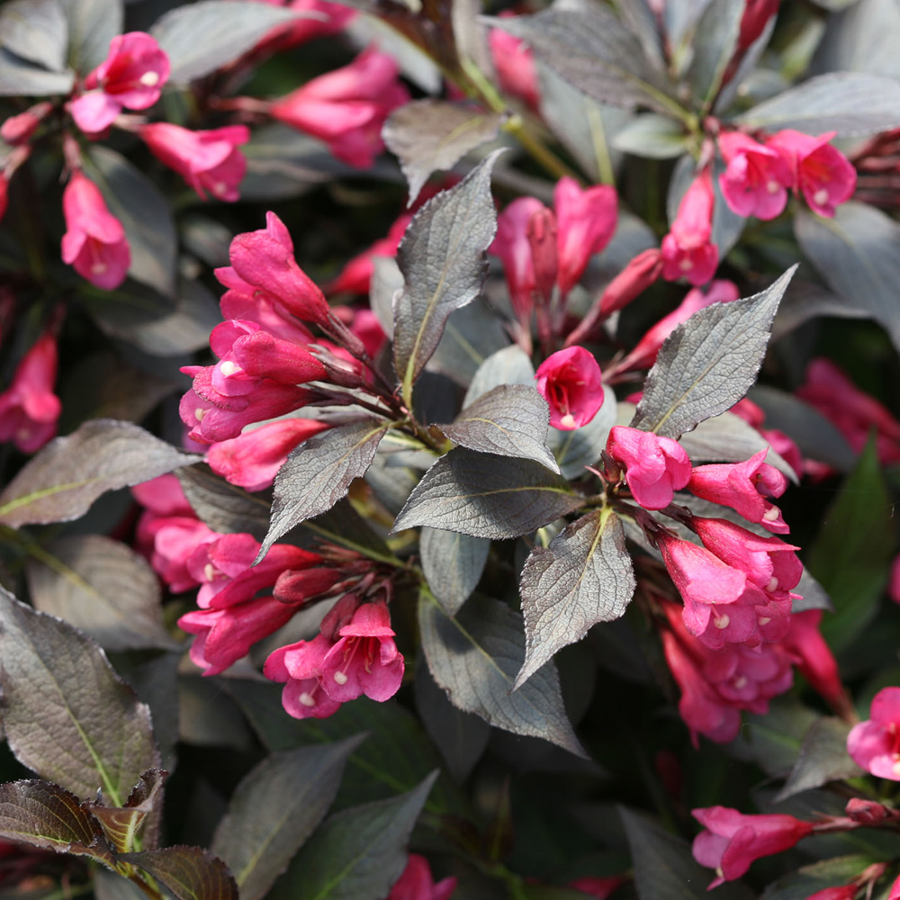 1 X WEIGELA FLORIDA �WINE AND ROSES� DECIDUOUS SHRUB HARDY