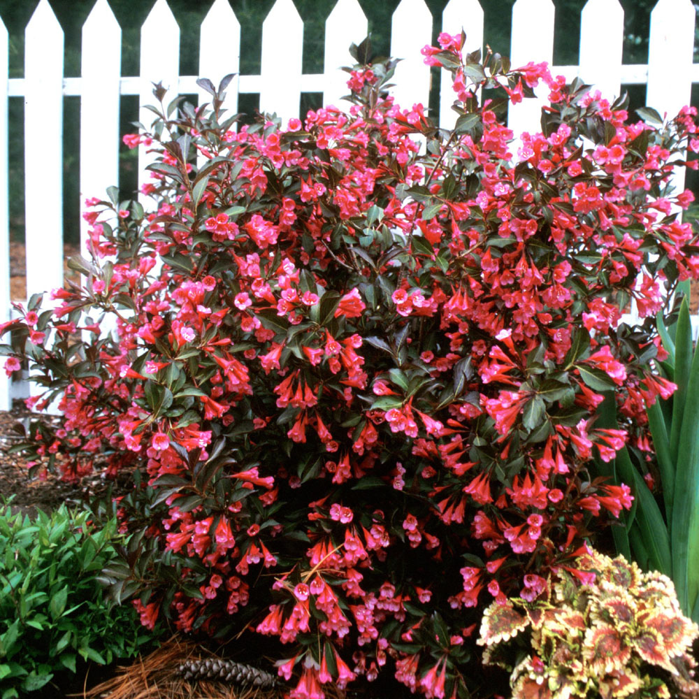 3 X WEIGELA FLORIDA �WINE AND ROSES� DECIDUOUS SHRUB HARDY