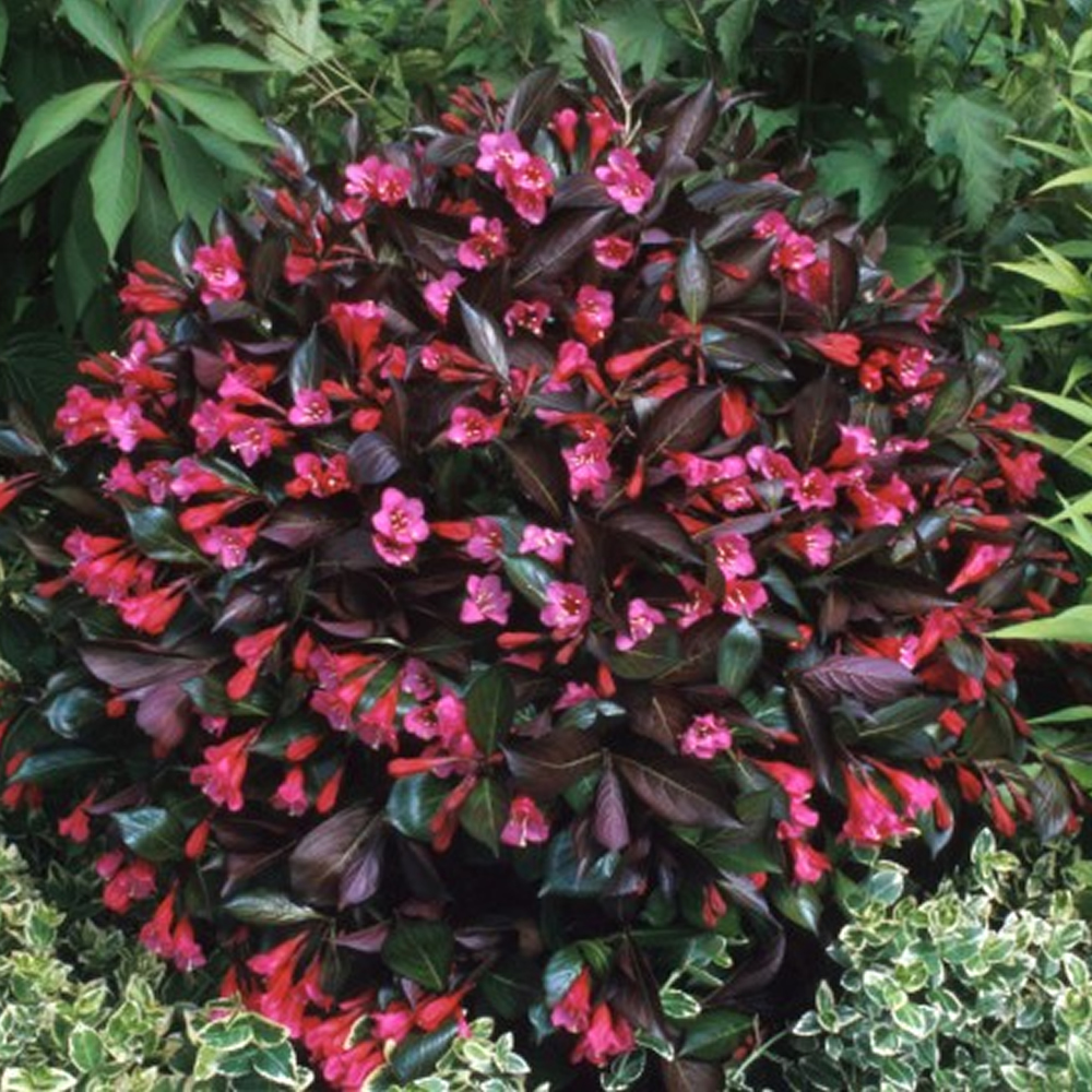 3 X WEIGELA FLORIDA 'WINE AND ROSES' DECIDUOUS SHRUB HARDY ...