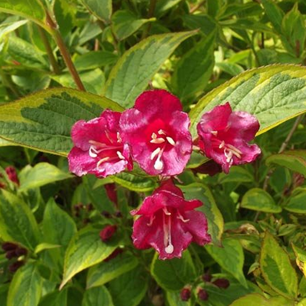 3 X WEIGELA FLORIDA �MOULIN ROUGE� DECIDUOUS SHRUB HARDY