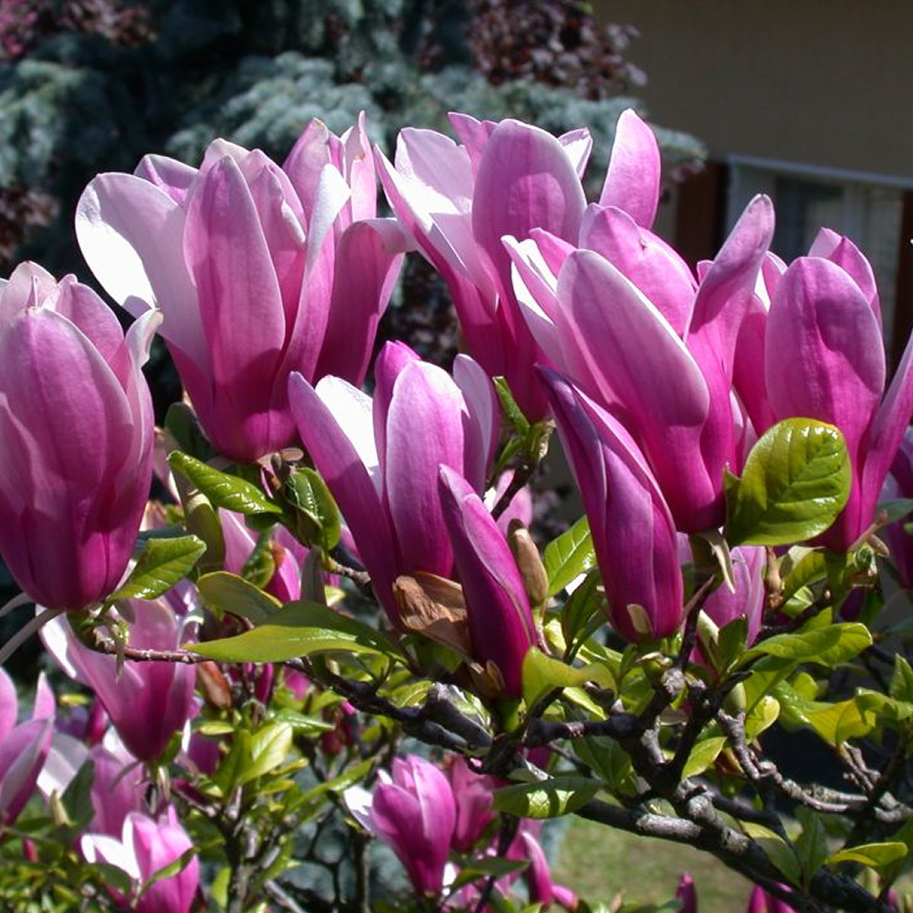 magnolia susan plant deciduous shrub hardy garden bushy pot caption hover zoom click