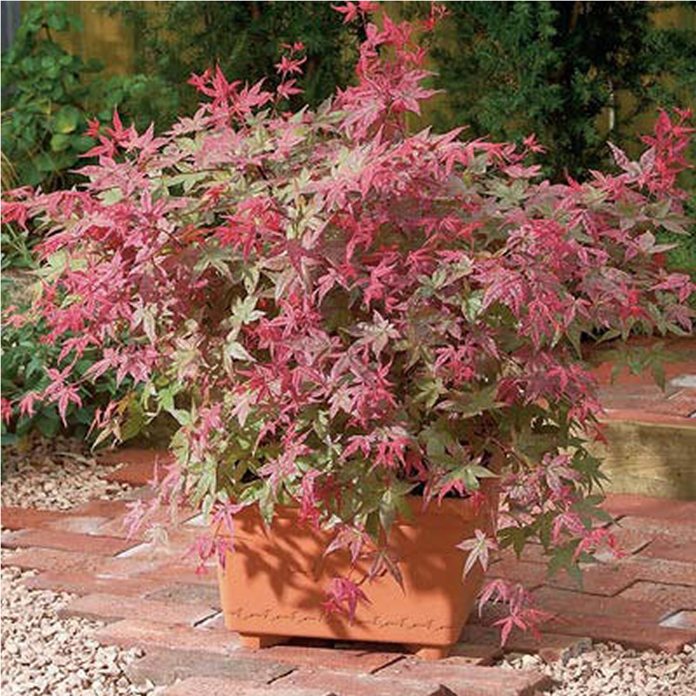 1 X ACER PALMATUM 'BENIMAIKO' JAPANESE MAPLE DECIDUOUS SHRUB HARDY PLANT IN POT