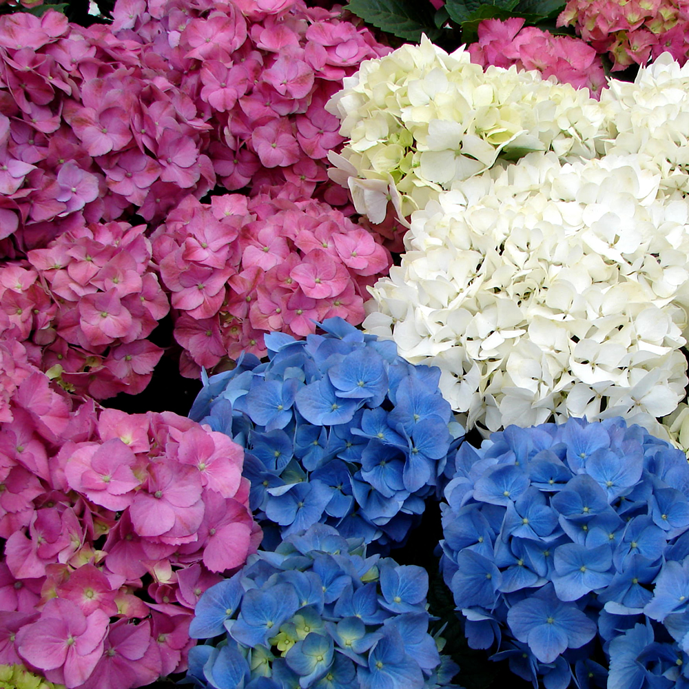 3 X MIXED HYDRANGEA MACROPHYLLA DECIDUOUS SHRUB HARDY
