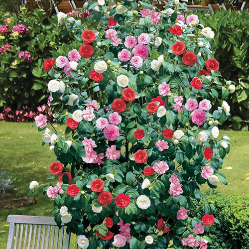 CAMELLIA TRICOLOUR 3 PLANTS 3 COLOURS MIXED DISPLAY GARDEN FLOWER PLANT