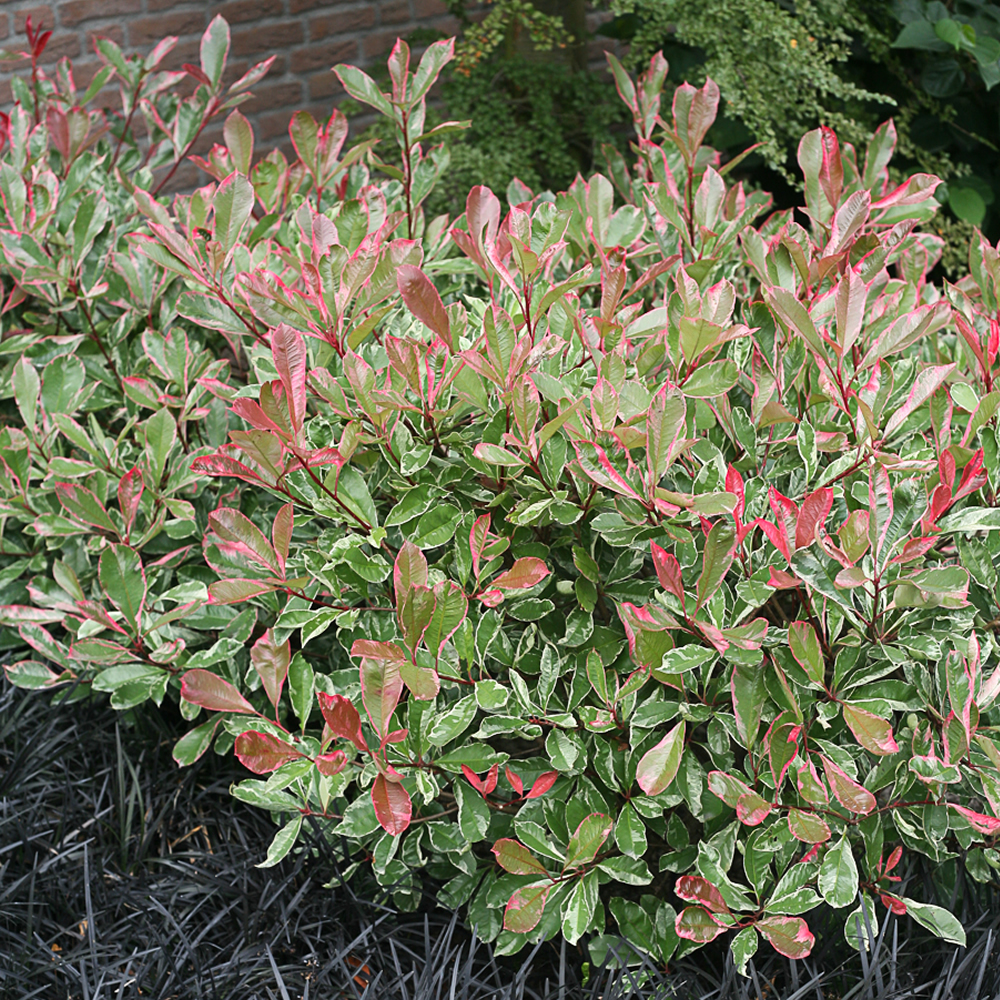 1 X PHOTINIA 'PINK MARBLE' BUSHY EVERGREEN HARDY SHRUB HEDGING PLANT IN