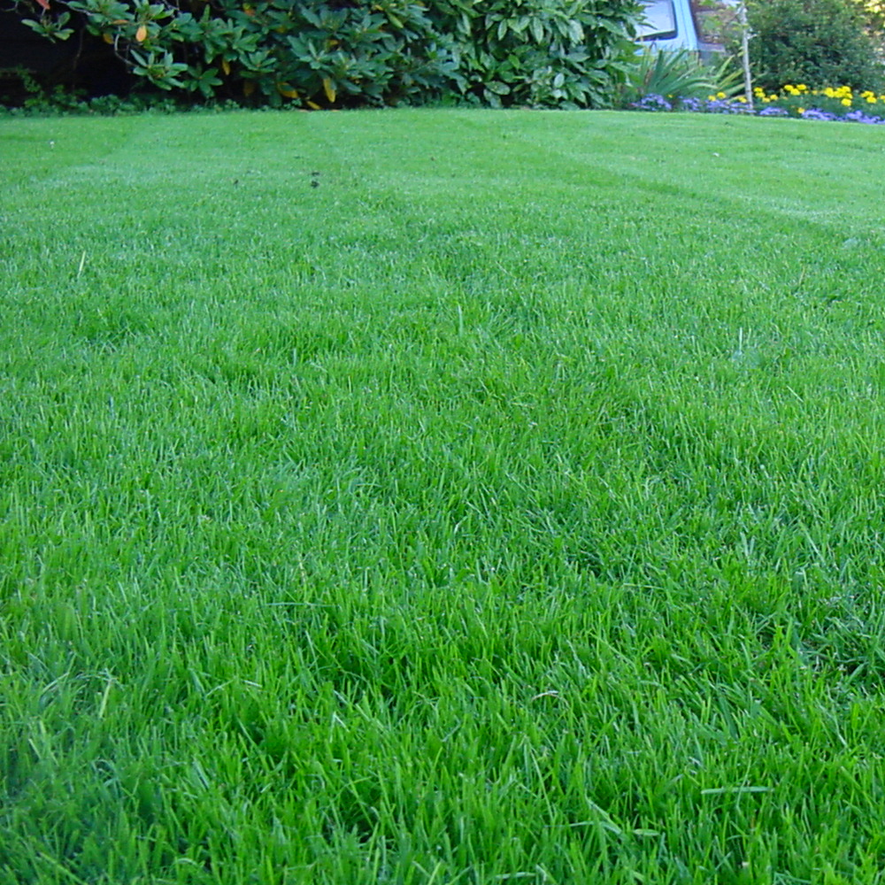 groundmaster hardwearing tough garden premium back lawn grass seed various sizes ebay groundmaster hardwearing tough garden premium back lawn grass seed various sizes ebay