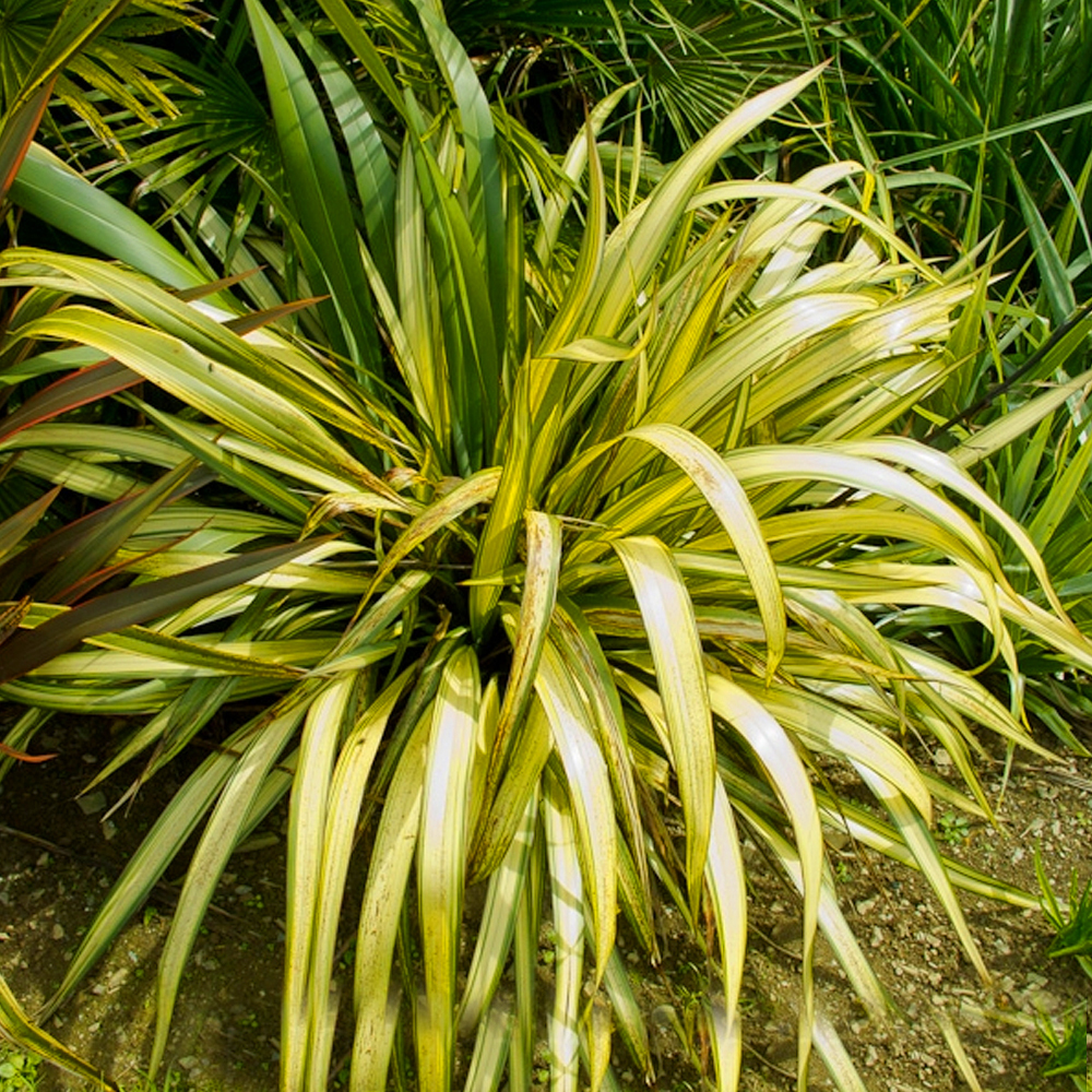 1 X PHORMIUM 'YELLOW WAVE' NEW ZEALAND FLAX EVERGREEN SHRUB HARDY PLANT