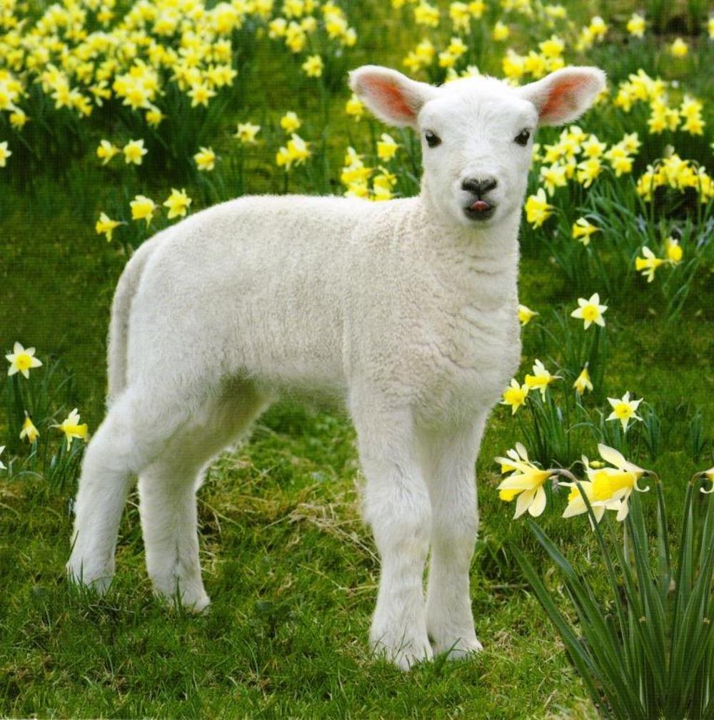 Easter Spring Lamb Photographic Greeting Card Cards Love Kates