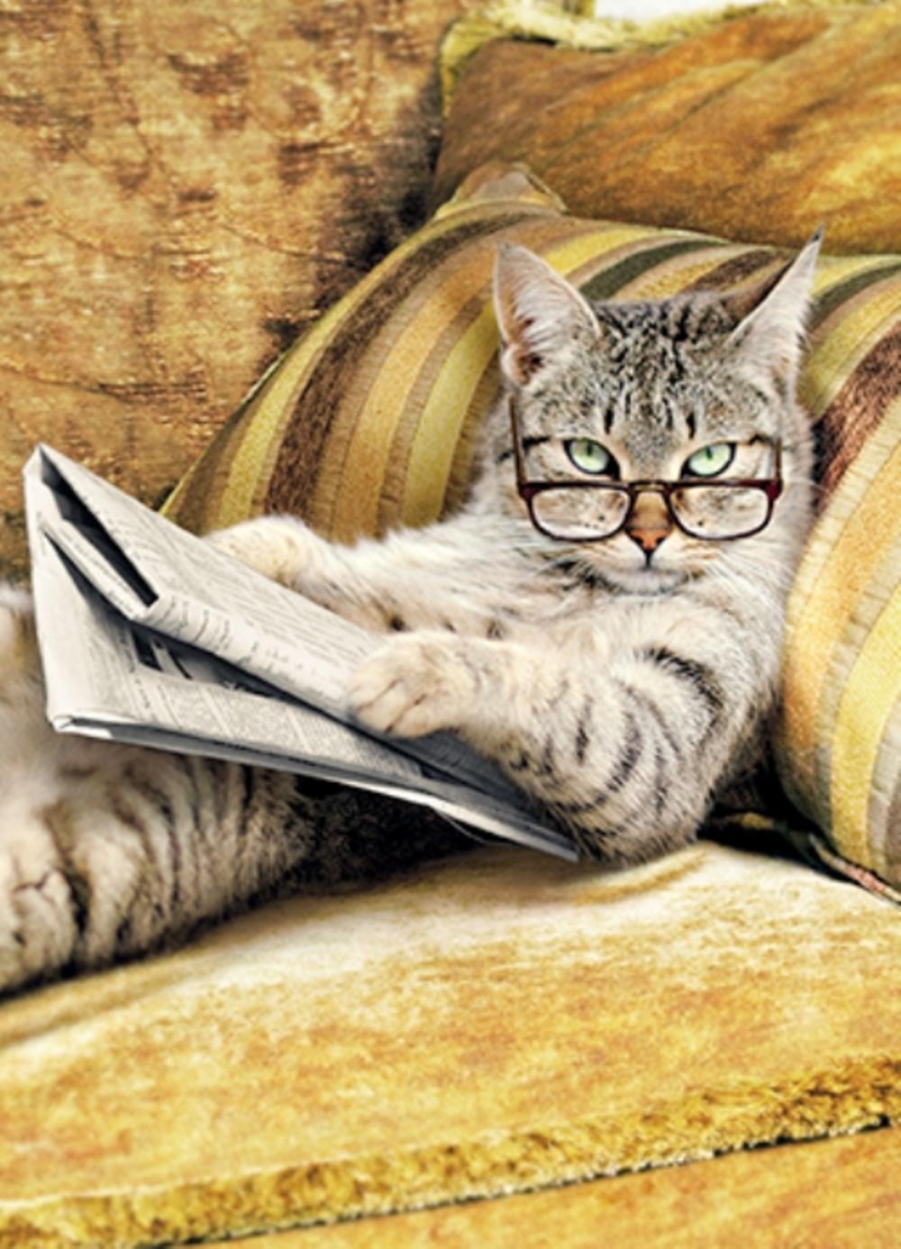Вышивка коты на диване Вышивка коты на диване