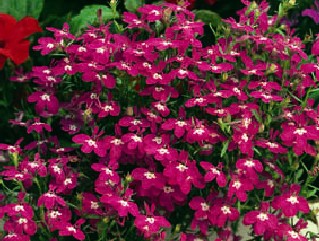 90x Red bush Border Lobelia Bedding Plug plants 6.9p | eBay