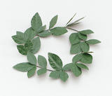 Green Laurel Leaf Headband