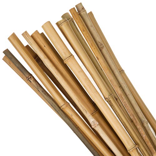 200 x 6ft Heavy Duty Bamboo Garden Canes Strong Thick Quality Plant