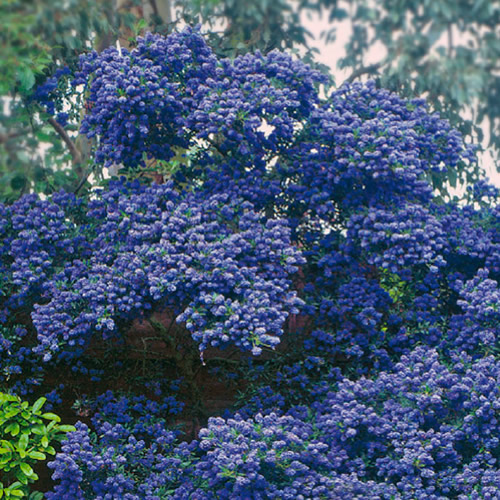 Ceanothus Concha Evergreen Outdoor Hardy Flowering Garden Shrub Plant in Pot
