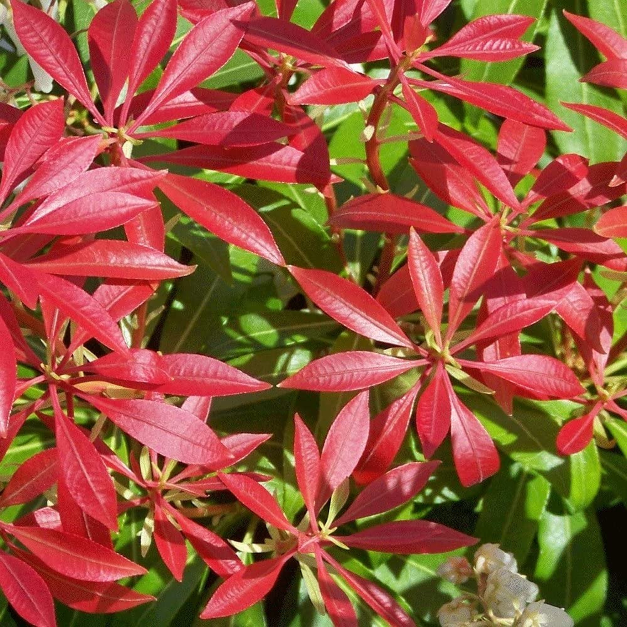 Pieris japonica Mountain Fire Evergreen Flowering Garden Shrubs Potted Plants - Picture 20 of 24