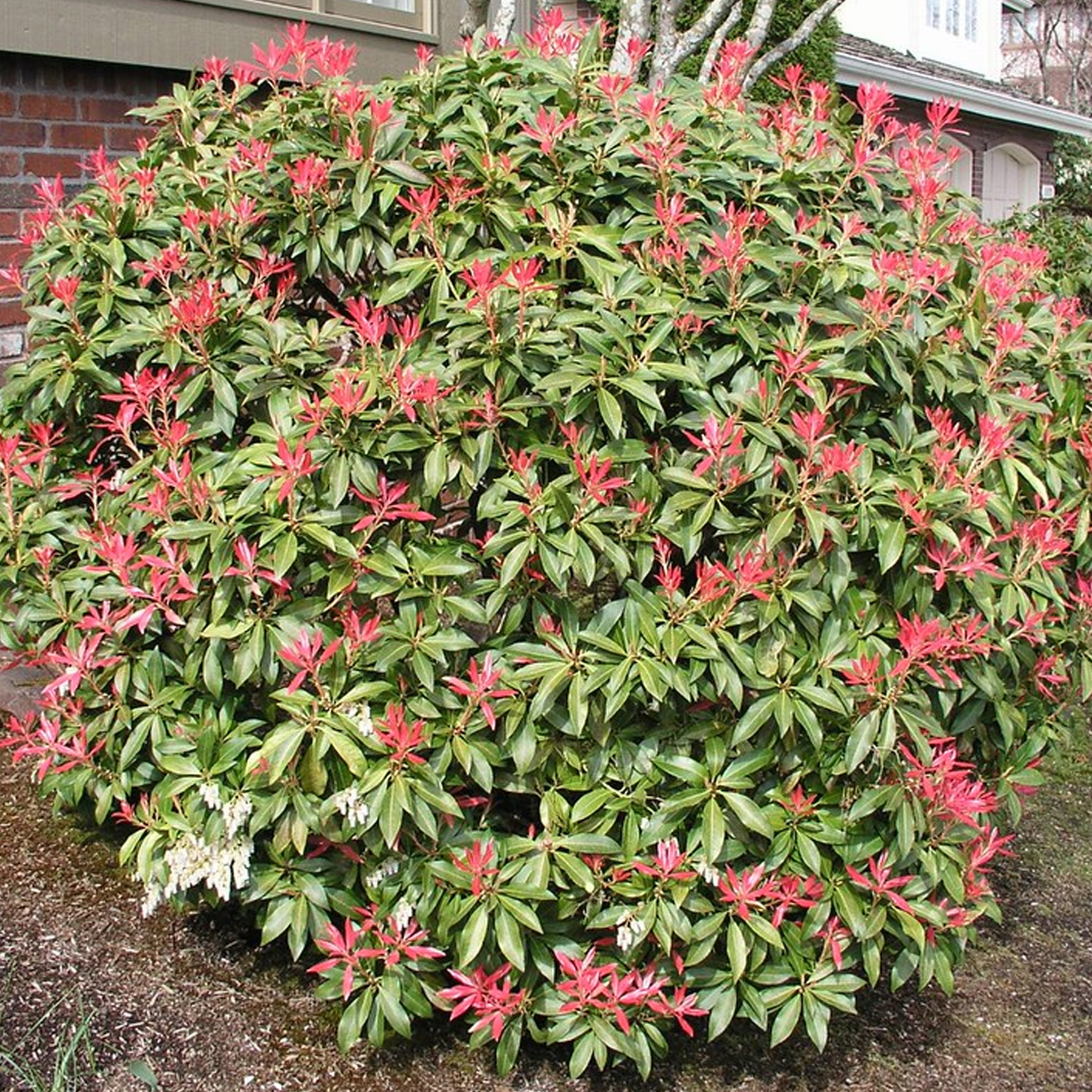 Pieris japonica Mountain Fire Evergreen Flowering Garden Shrubs Potted Plants - Picture 21 of 24