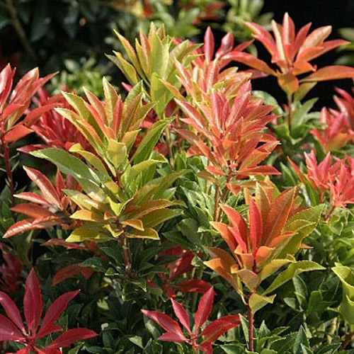 3 X PIERIS 'MOUNTAIN FIRE' EVERGREEN SHRUB HARDY GARDEN PLANT IN POT