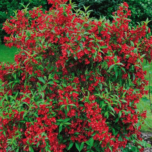 Weigela Red Prince Outdoor Hardy Flowering Deciduous Garden Shrub Plant in Pot - Picture 4 of 6