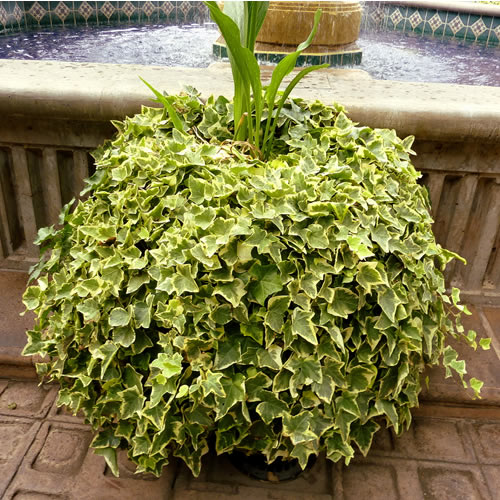 3 X HEDERA GOLDEDGED TRAILING IVY CLIMBING EVERGREEN