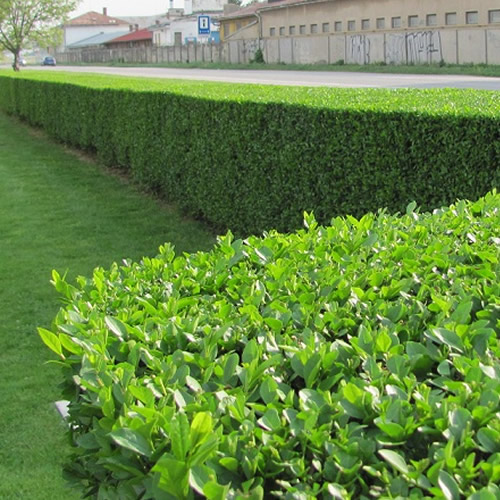 100 X GREEN PRIVET LIGUSTRUM EVERGREEN HARDY DENSE HEDGING PLANT IN POT ...