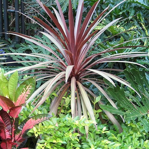 1 X Cordyline Red Star Evergreen Tree Cabbage Palm Hardy Garden 1 X Cordyline Red Star Evergreen Tree Cabbage Palm Hardy Garden Plant In Pot