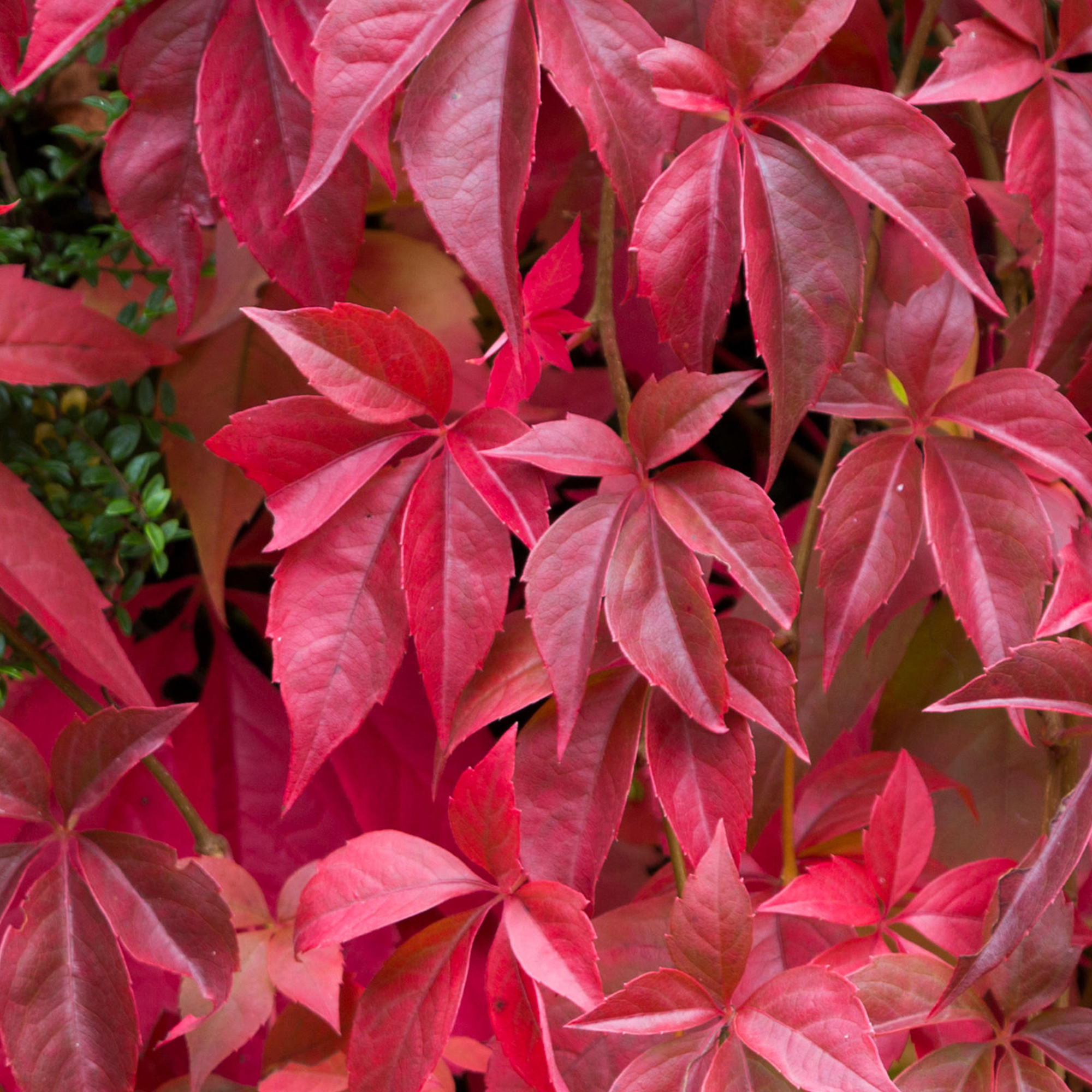 Parthenocissus Quinquefolia American Ivy Deciduous Shrub Garden Plant in Pot