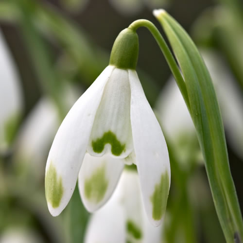 1000 X GALANTHUS VIRIDAPICE WHITE SNOWDROP BULB SEED PLANT FLOWER ...